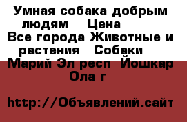 Умная собака добрым людям. › Цена ­ 100 - Все города Животные и растения » Собаки   . Марий Эл респ.,Йошкар-Ола г.